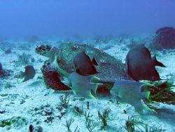 Caretta-caretta accompanied by angels by Gordana Zdjelar 